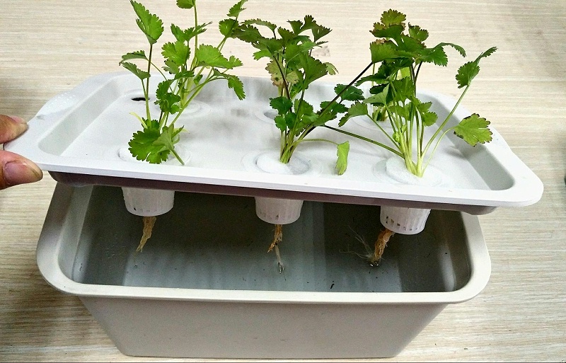图： 水培种植箱 水培蔬菜 水培香菜