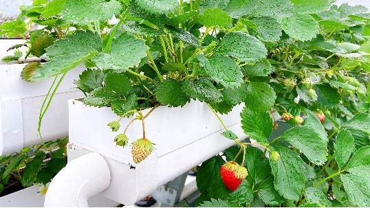 “莓”想到草莓价格这么贵，你可以无土栽培自己种！