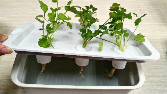 用了无土栽培种植箱，让你分分钟学会阳台种菜！