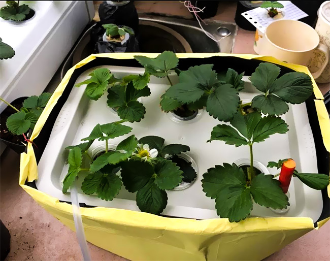 荣诚农业分享温室草莓的无土栽培技术