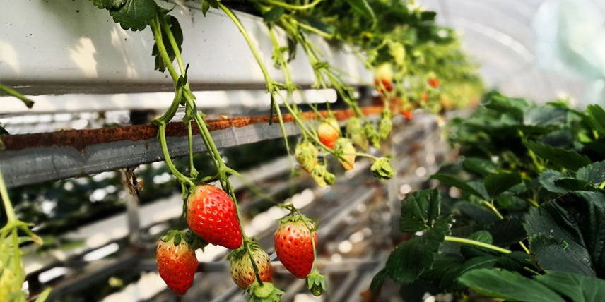 果蔬管道案例之温室草莓无土栽培管道采购案例