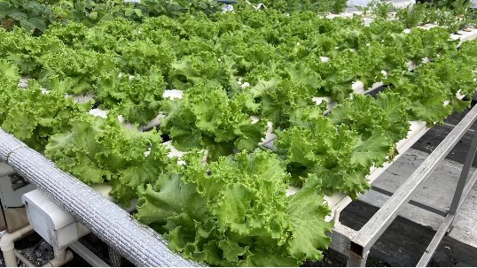水培蔬菜怎么种植，用江苏荣诚农业的水培管道就可以！