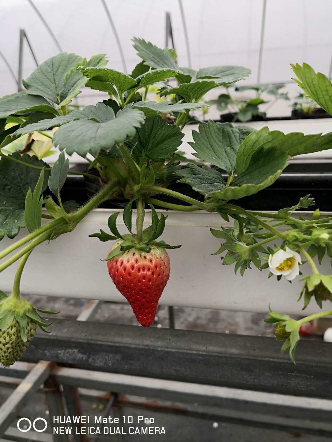 管道栽培草莓:管道是关键，你选对了吗？