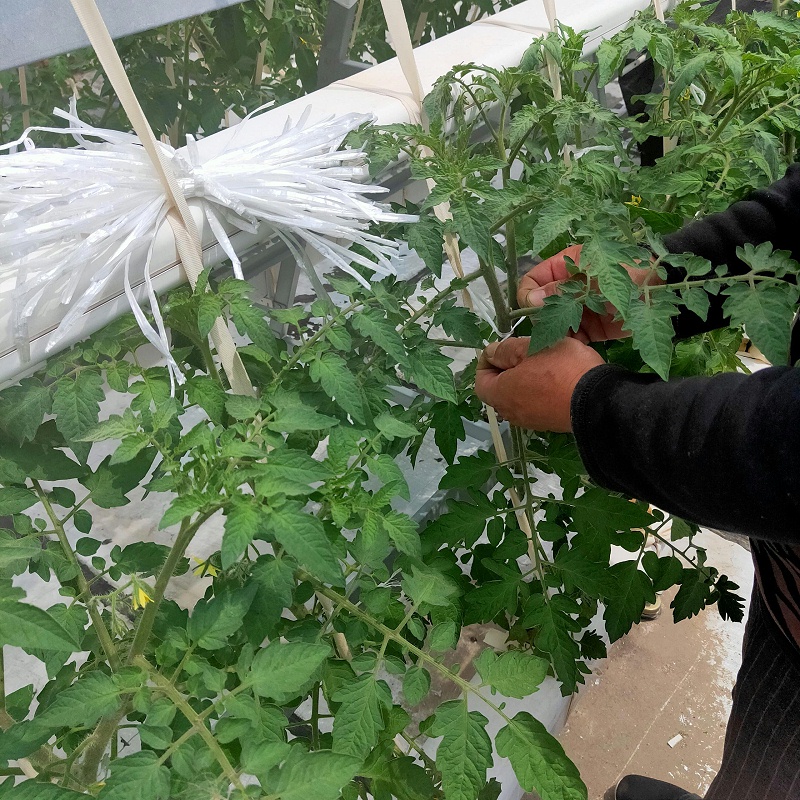 荣诚农业管道水培番茄