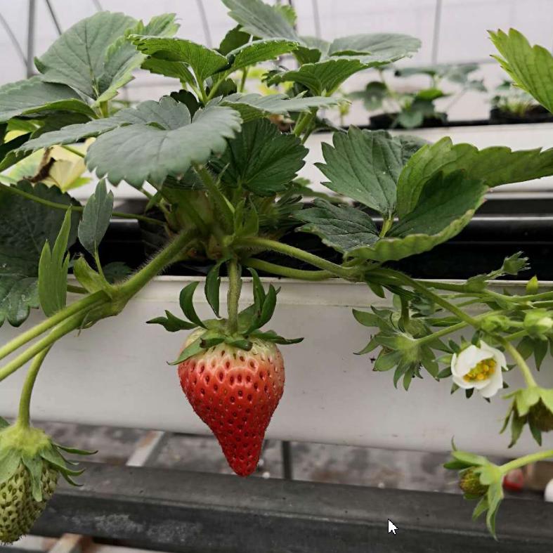 没有土壤，放在水管里种植草莓，你见过吗？