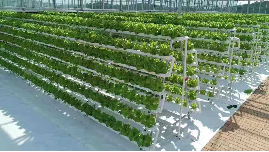全世界水培蔬菜种植者正在普及全遮光水培管道