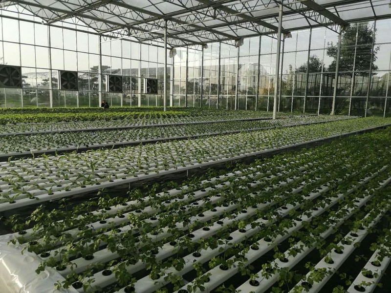 无土栽培管道水培蔬菜种植基地的案例图