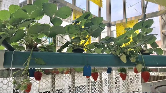 用无土栽培水培管道，对草莓来说有哪些优势呢？