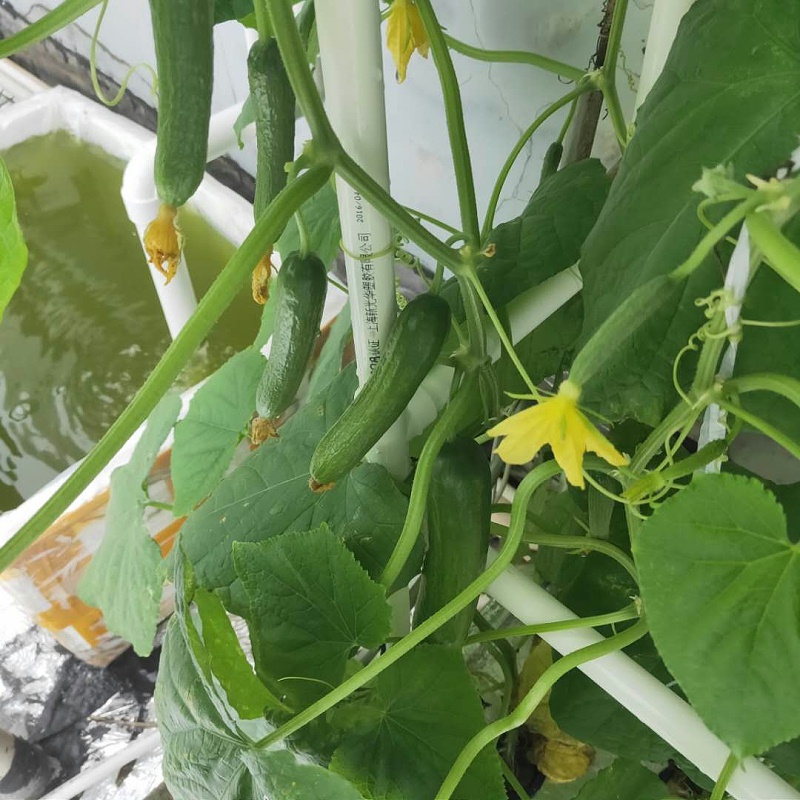 水培种植黄瓜