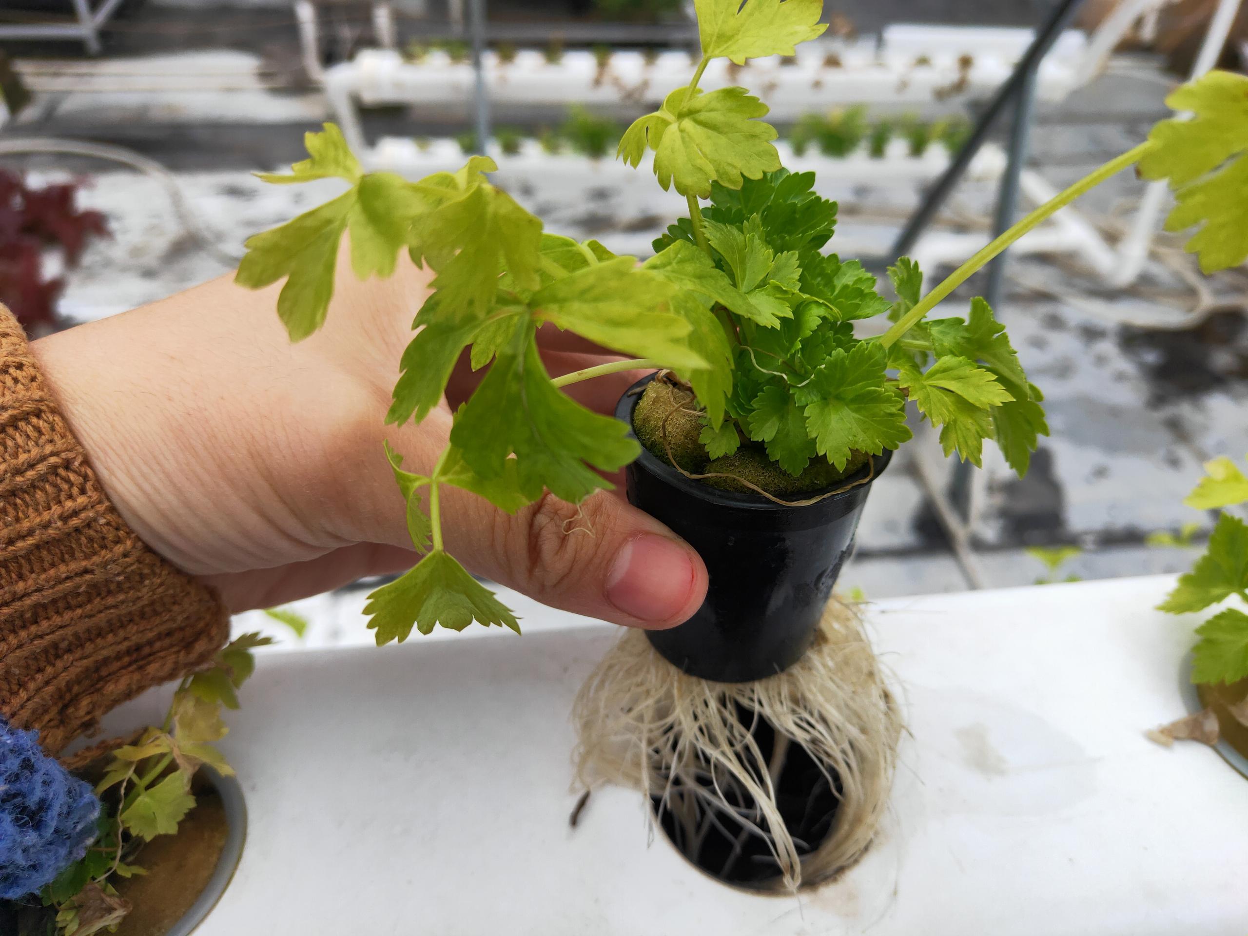 原来这才是真正的管道水培香菜种植方法！