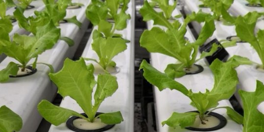 蔬乐管水培蔬菜30天从种到收，为何如此高效