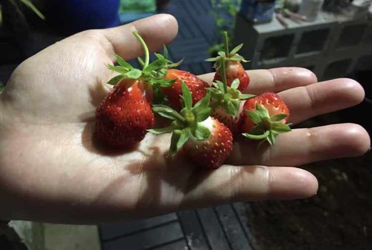 图：“蔬乐管”水培管道 草莓