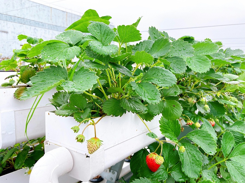 图：江苏荣诚农业 大棚草莓种植槽 草莓