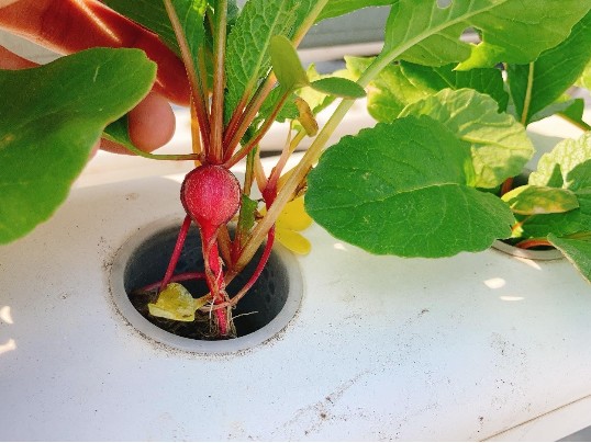 无土栽培樱桃萝卜，在家也能种，还不赶快试试！